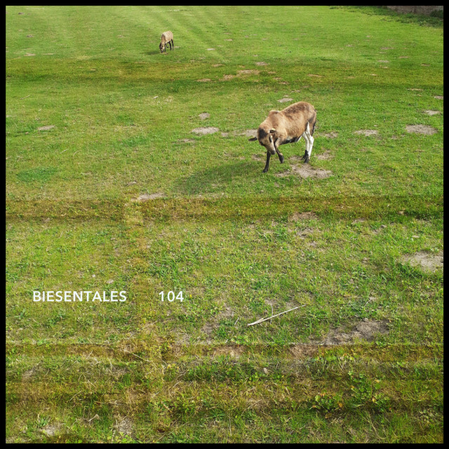 two goats on a large meadow, the more near one dancing around as if she hunts an invisible fly. two goats on a large meadow, the more near one dancing around as if she hunts an invisible fly.