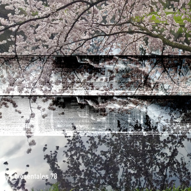 Cherry tree blooming with a pond underneath, center overlay showing an FFT analysis of a part of an electroacoustic piece, a frequency waterfall so to say, almost like the music was made to be painted by analysis