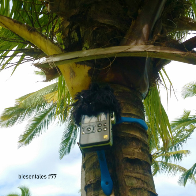 A digital field recorder strapped around the stem of a palm on Mauritius, seen from from below, palm leaves like giant feathers.