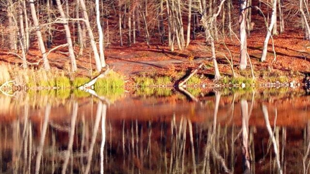 cover biesentales 68 - wukensee, mirrored at the shore, wintertime, leafless tress